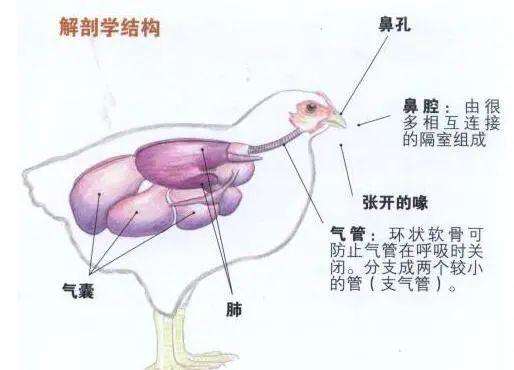 秋冬季鸭棚呼吸道防控技术要点