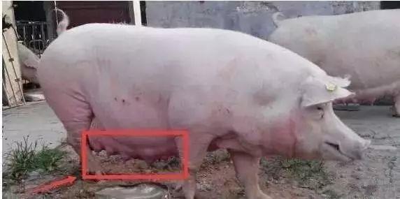 谈谈母猪PZ的五条经验