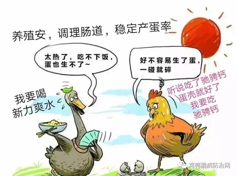 天热鸭子吃料慢，几个保障采食量的措施