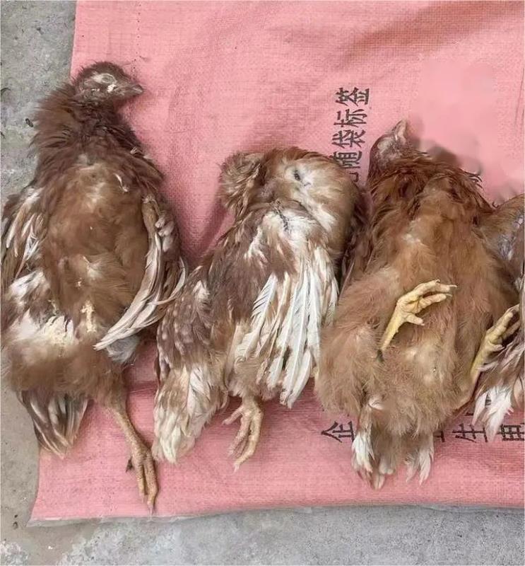 2025年7月份家禽病原检测数据分析