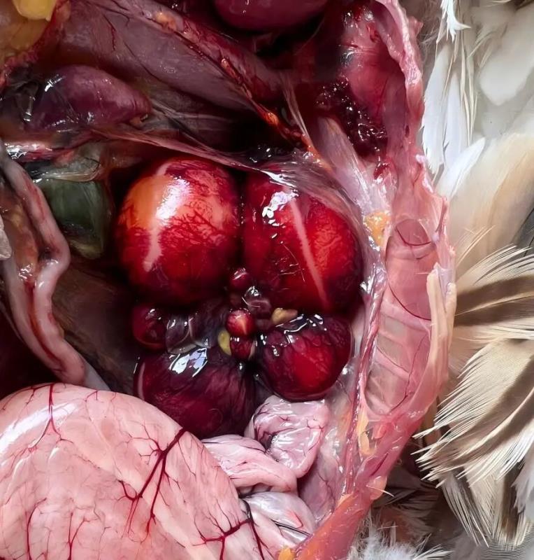 2025年9月份国内禽病流行态势及10月疫病预警