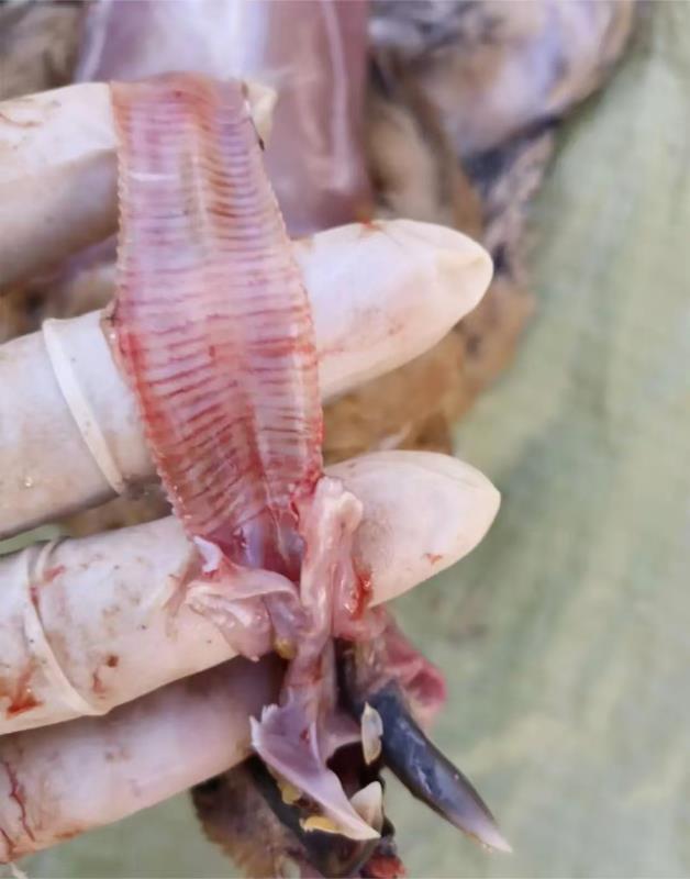 2025年家禽白血病疫情抬头：流行特征、诱因分析及“检测-防控”一体化解决方案