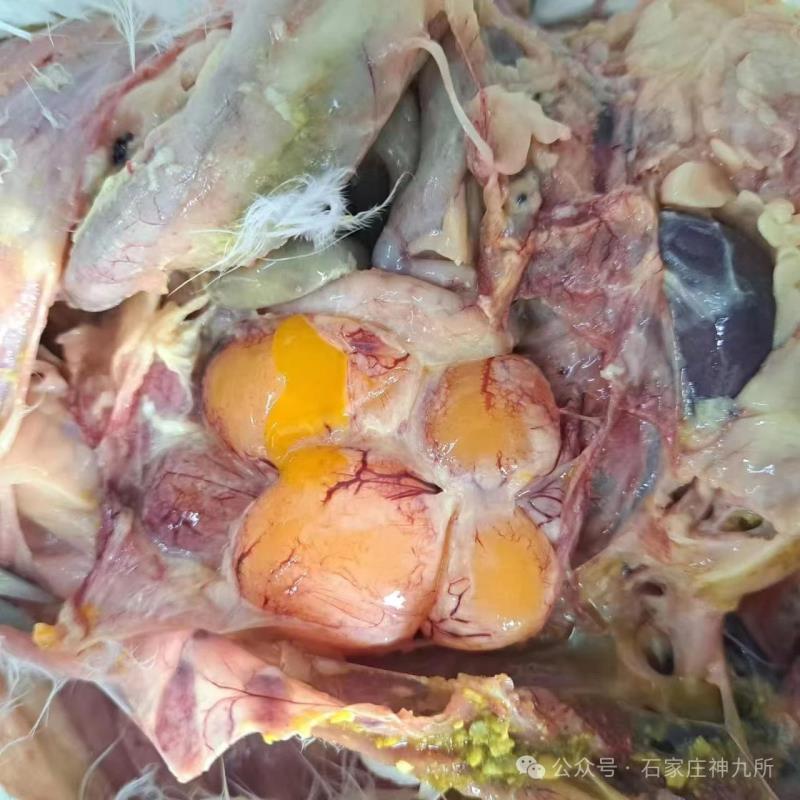 2025年10月份国内禽病流行态势及11月疫病预警