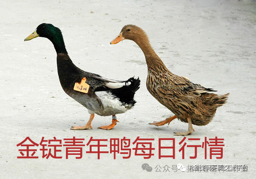 金锭鸭麻鸭的饲养现状与一些问题亟待解决