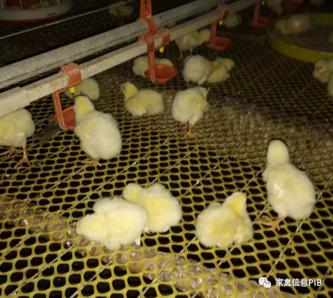 2026年土鸡、土杂鸡免疫程序推荐表 （实用版）