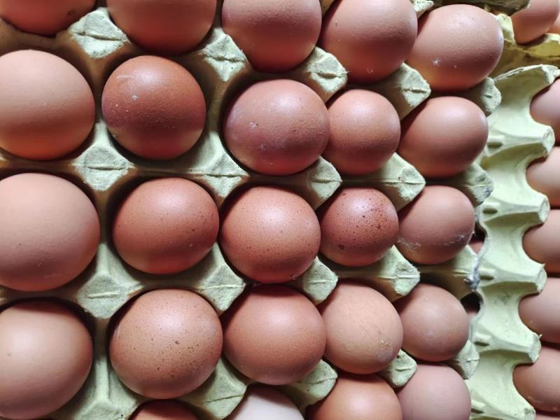 海兰褐蛋鸡300天出现雀斑蛋的原因与解决方案