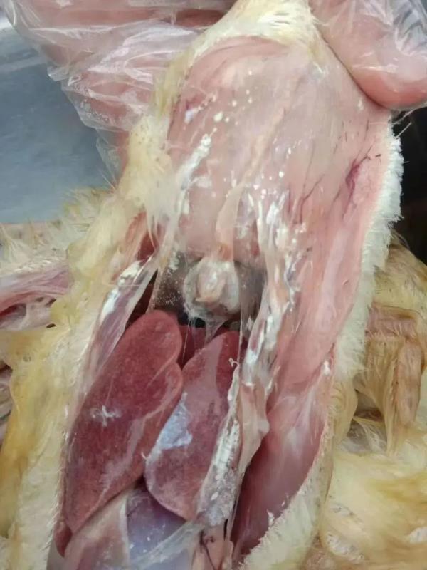 2026年3月份鸭鹅疾病流行态势分析