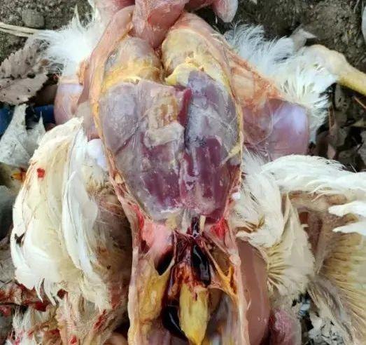 2026年上半年动物疫病检测中心肉鸡检测数据汇总