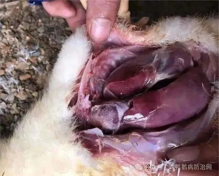 2026年1-6月份水禽流行病学调查报告