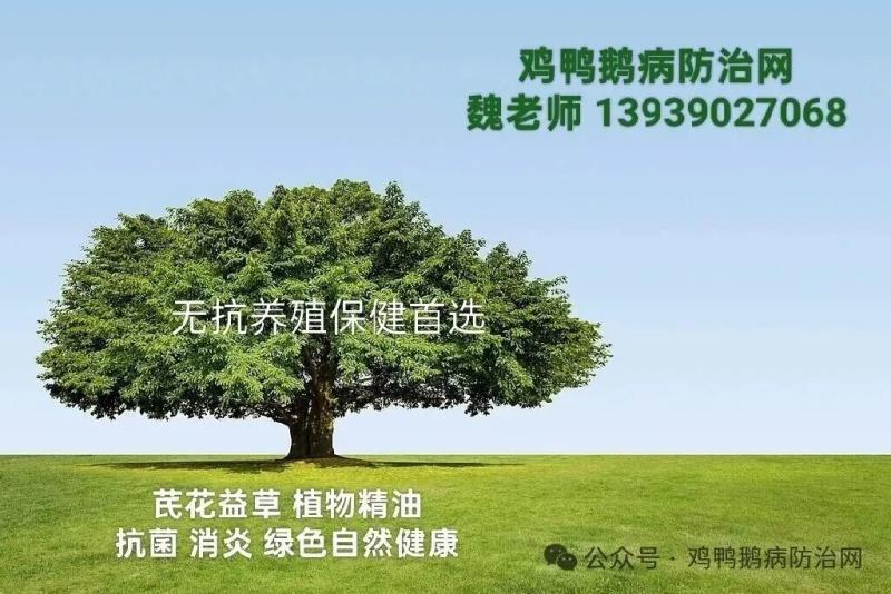 2026年9月9日 鸭蛋 肉鸭 鹅蛋 麻鸭 市场价格走势